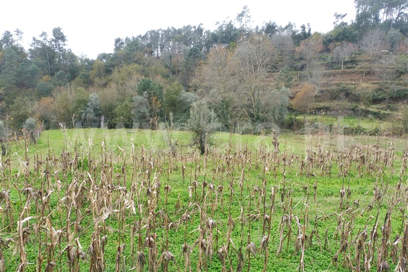 Terreno Rústico  Amares, Vilela, Seramil e Paredes Secas - 1136527 - 10