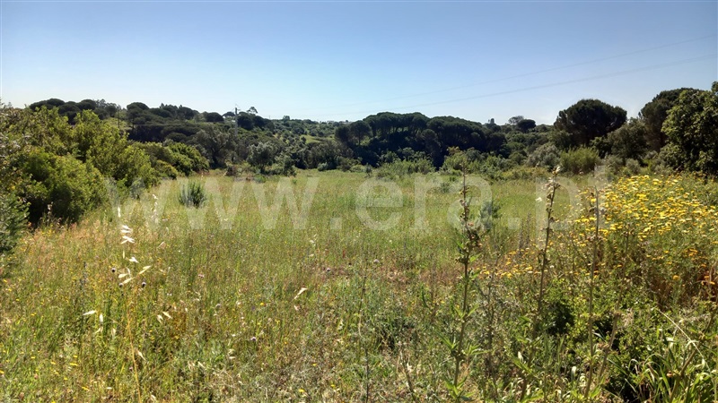 Terreno Rústico  Azambuja, Manique do Intendente, Vila Nova de São Pedro e Maçussa - 1398178 - 8