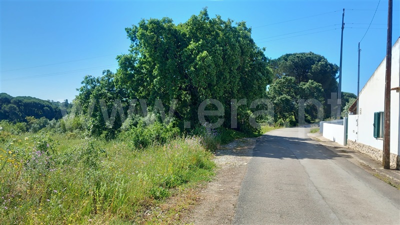 Terreno Rústico  Azambuja, Manique do Intendente, Vila Nova de São Pedro e Maçussa - 1398178 - 9