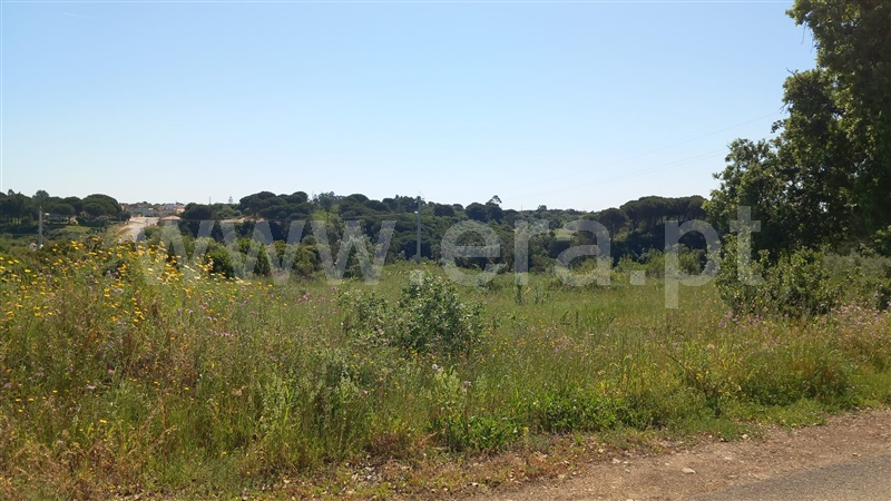 Terreno Rústico  Azambuja, Manique do Intendente, Vila Nova de São Pedro e Maçussa - 1398178 - 12