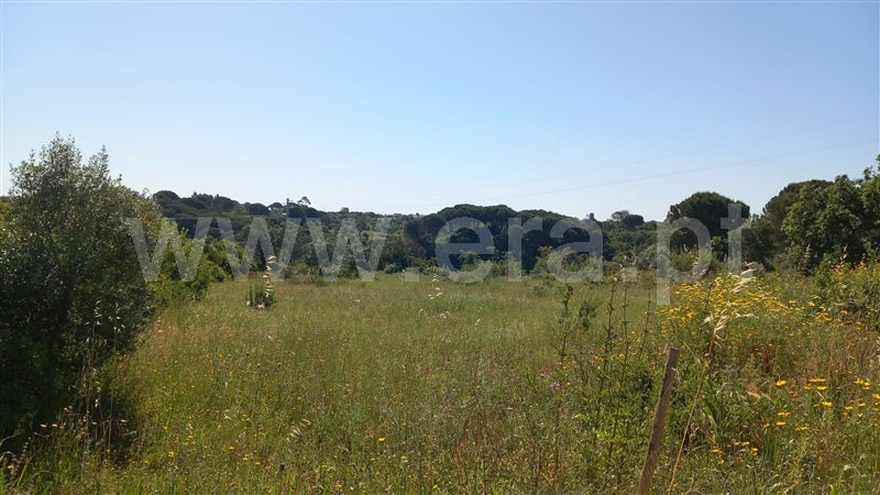 Terreno Rústico  Azambuja, Manique do Intendente, Vila Nova de São Pedro e Maçussa - 1398178 - 16