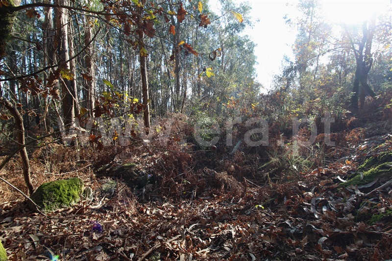 Terreno Rústico  Barcelos, Campo e Tamel (São Pedro Fins) - 1245193 - 1