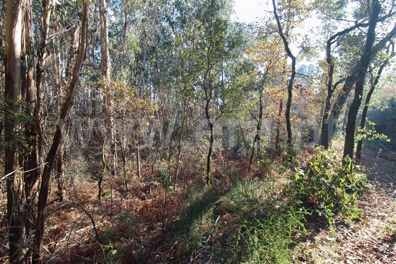 Terreno Rústico  Barcelos, Campo e Tamel (São Pedro Fins) - 1245193 - 3