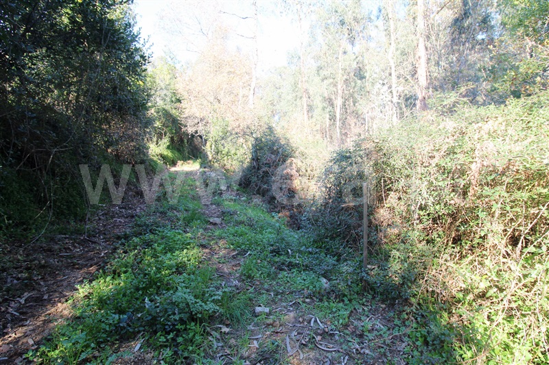 Terreno Rústico  Barcelos, Campo e Tamel (São Pedro Fins) - 1245193 - 5