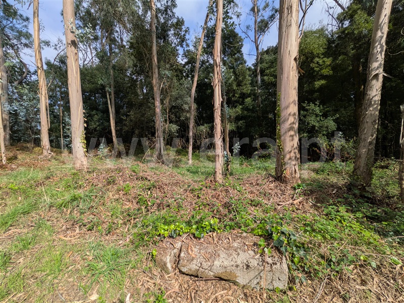 Terreno Rústico / Barcelos, Creixomil e Mariz