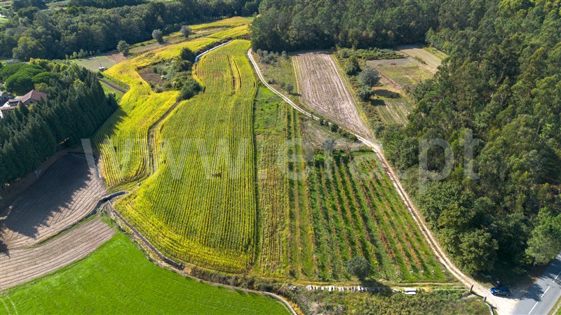 Terreno Rústico / Barcelos, Fragoso