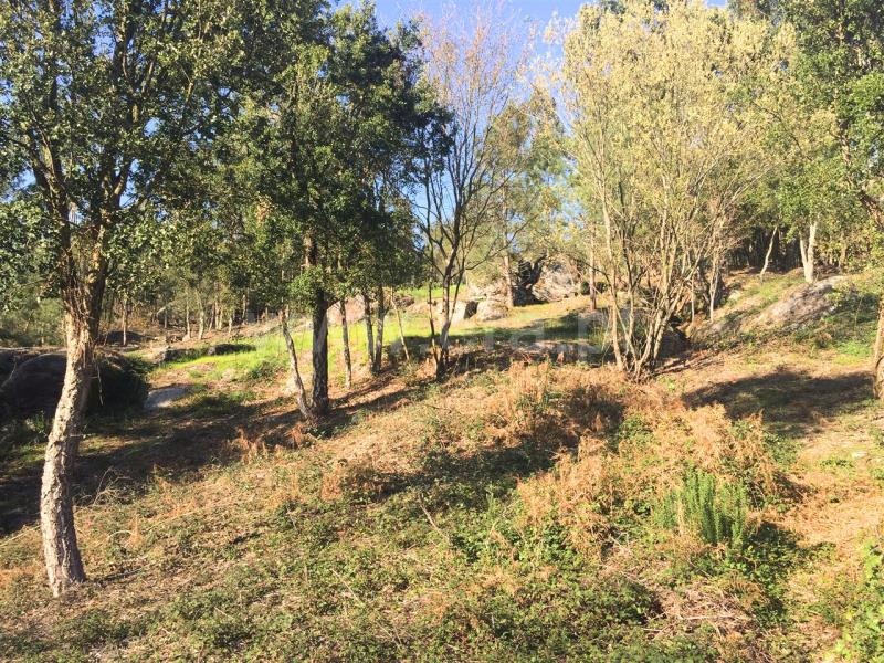 Terreno Rústico  Barcelos, Galegos (São Martinho) - 815343 - 2