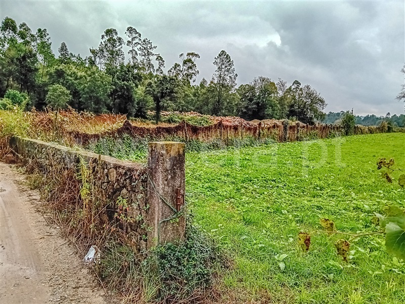 Terreno Rústico  Barcelos, Ucha - 1439331 - 2