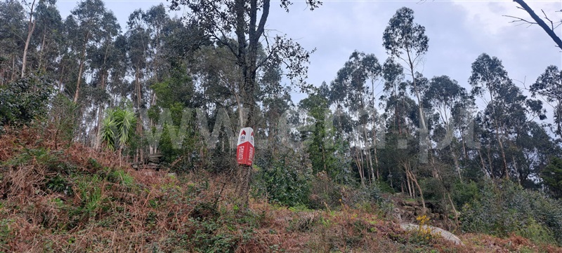 Terreno Rústico / Barcelos, Viatodos, Grimancelos, Minhotães e Monte de Fralães