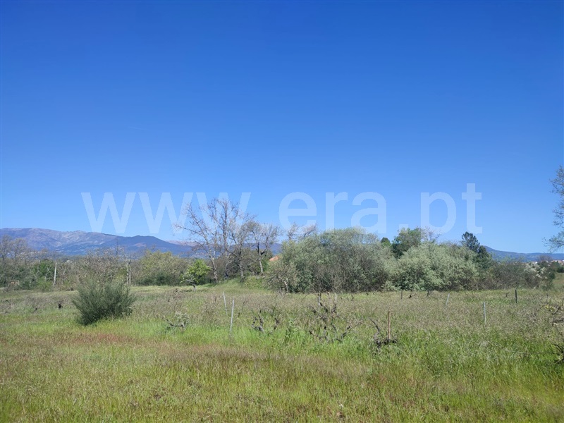 Terreno Rústico / Belmonte, Caria
