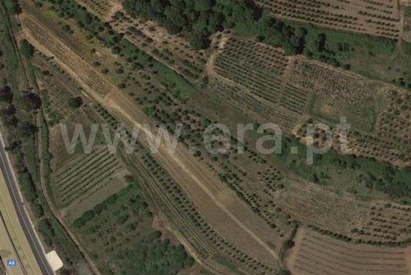 Terreno Rústico / Bombarral, Roliça