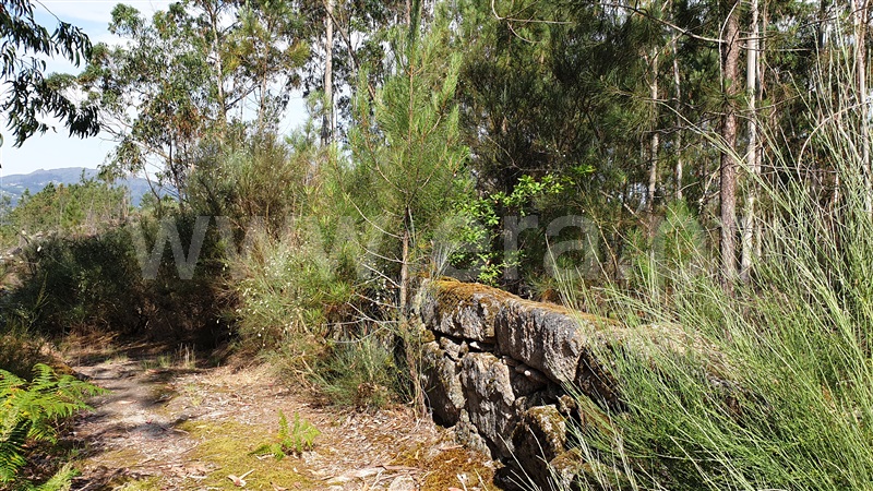 Terreno Rústico  Cabeceiras de Basto, Refojos de Basto, Outeiro e Painzela - 1177529 - 5