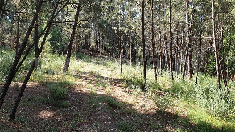 Terreno Rústico  Cabeceiras de Basto, Refojos de Basto, Outeiro e Painzela - 1177529 - 12