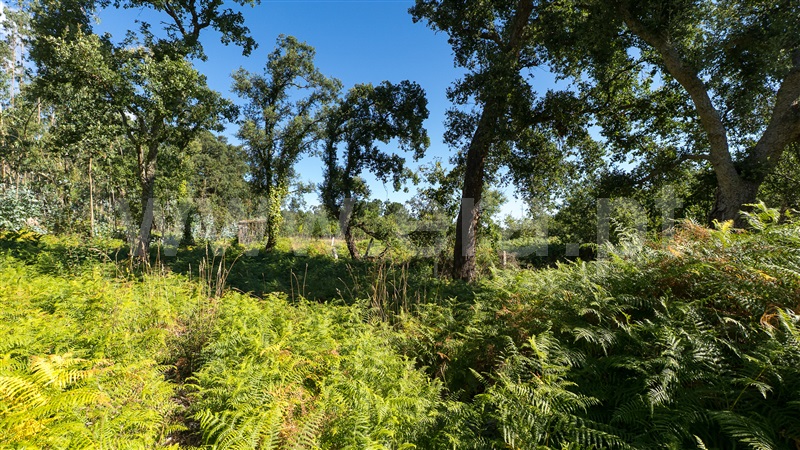Terreno Rústico  Caminha, Vilar de Mouros - 1496334 - 6