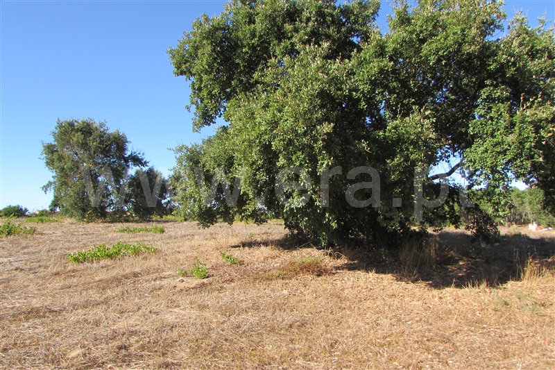 Terreno Rústico  Cartaxo, Cartaxo - 1499556 - 10