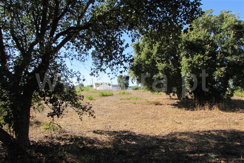 Terreno Rústico  Cartaxo, Cartaxo - 1499556 - 12