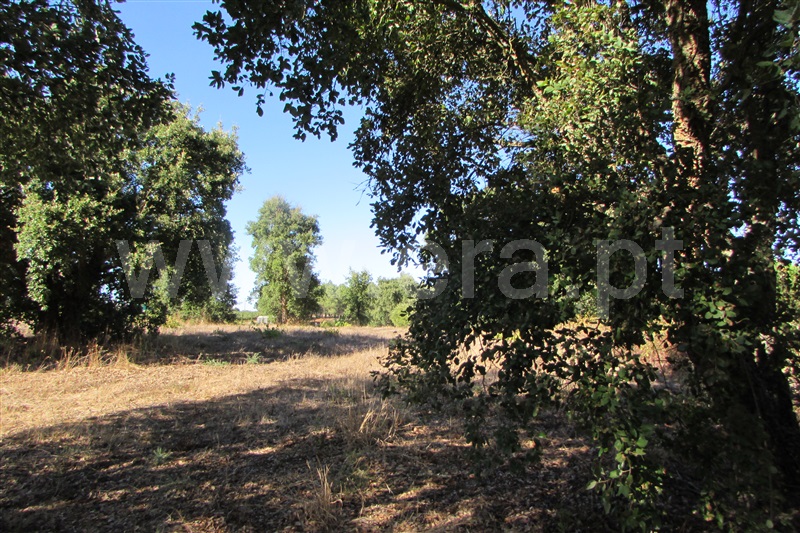 Terreno Rústico  Cartaxo, Cartaxo - 1499556 - 14