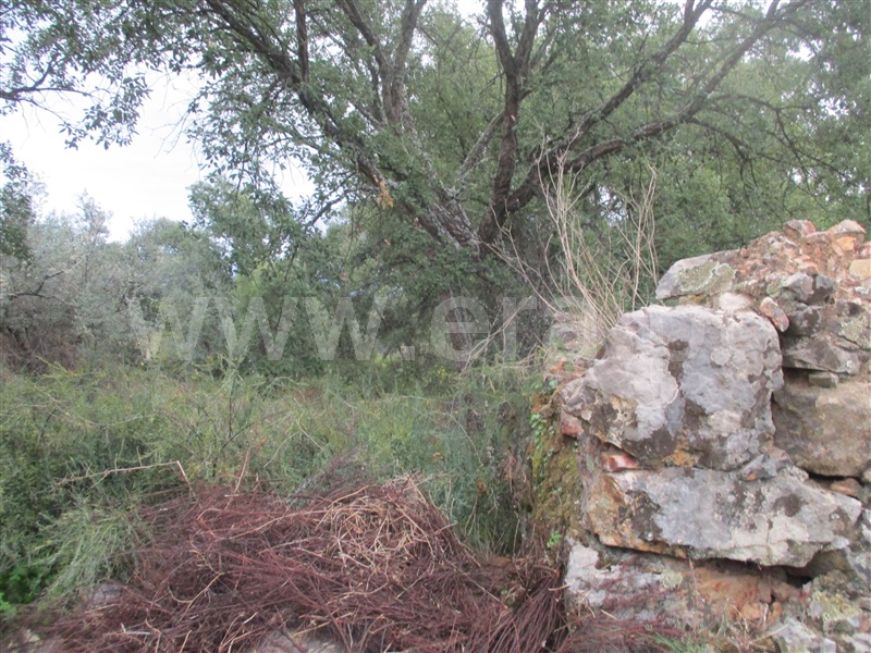 Terreno Rústico / Castelo Branco, Monforte da Beira