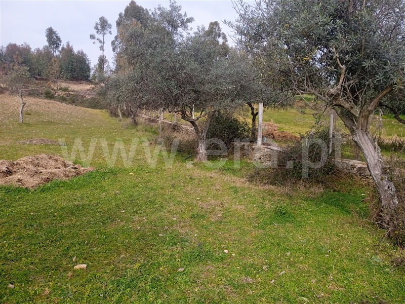 Terreno Rústico  Castelo Branco, Retaxo - 1315694 - 12