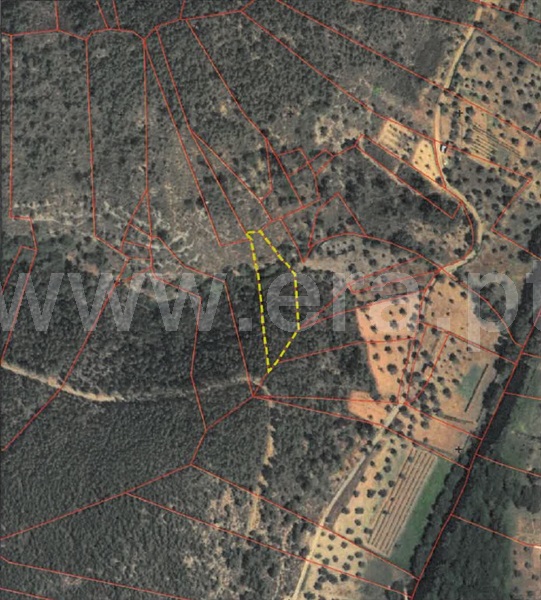 Terreno Rústico / Castelo Branco, Sarzedas