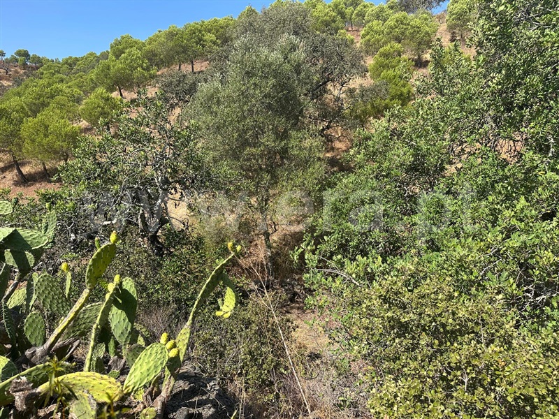 Terreno Rústico  Castro Marim, Quebradas - 1490589 - 2