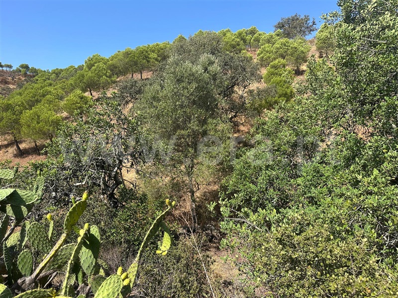 Terreno Rústico  Castro Marim, Quebradas - 1490589 - 6