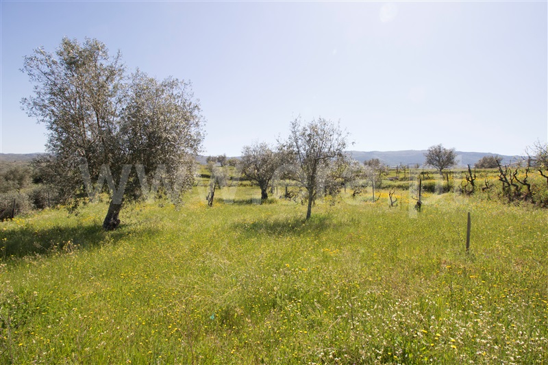 Quinta  Celorico da Beira, Carrapichana - 1241430 - 13