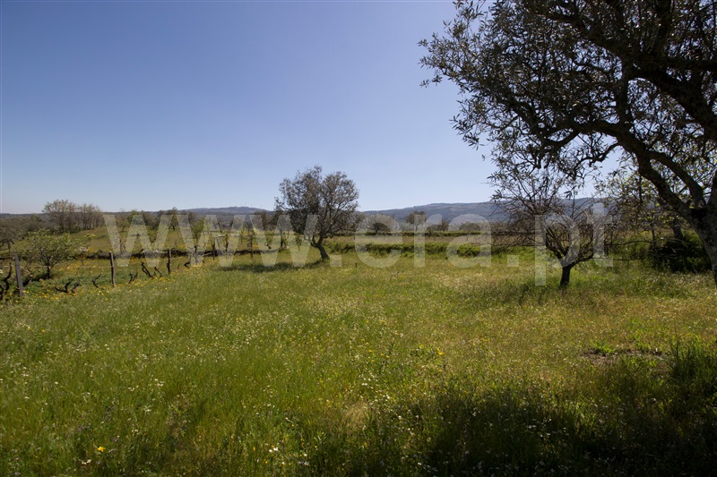 Quinta  Celorico da Beira, Carrapichana - 1241430 - 16