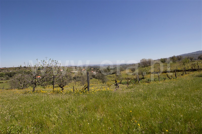 Quinta  Celorico da Beira, Carrapichana - 1241430 - 17