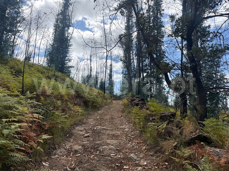 Terreno Rústico  Cabeceiras de Basto - 1500511 - 48