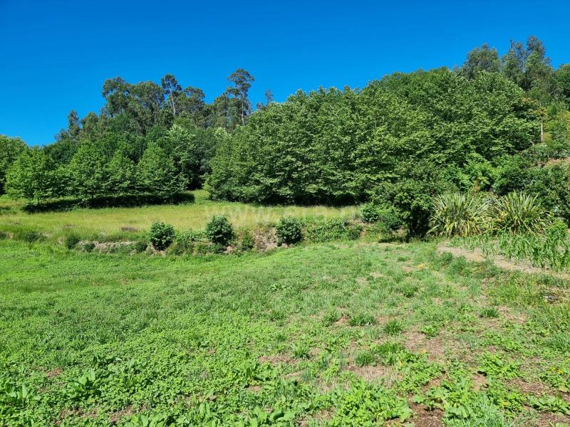 Terreno Rústico / Celorico de Basto, Ribas