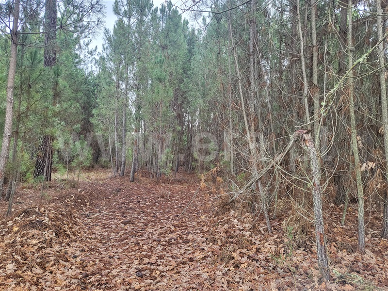 Terreno Rústico / Chaves, Anelhe