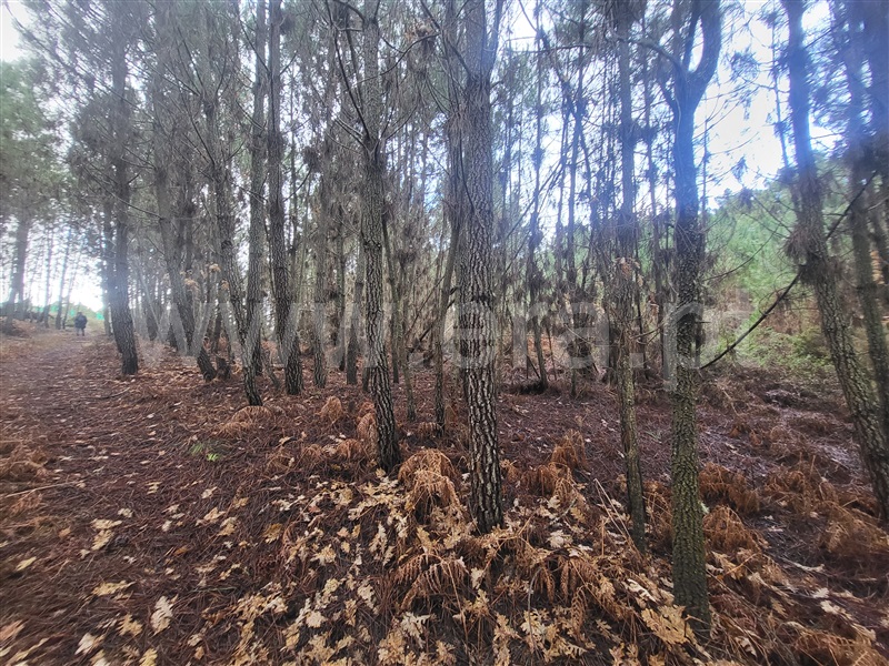 Terreno Rústico  Chaves, Anelhe - 1298162 - 8