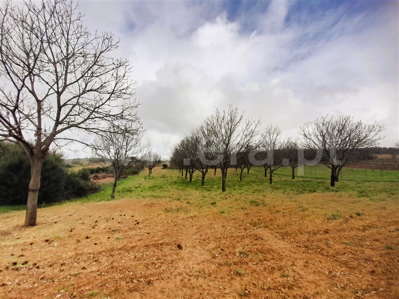 Terreno Rústico  Chaves, Eiras, São Julião de Montenegro e Cela - 1472806 - 4