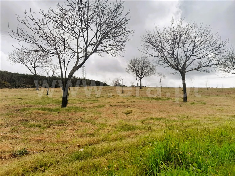 Terreno Rústico  Chaves, Eiras, São Julião de Montenegro e Cela - 1472806 - 6