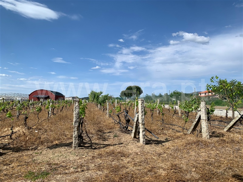 Terreno Rústico  com Agrícola Chaves, Santo Estêvão - 1476395 - 5