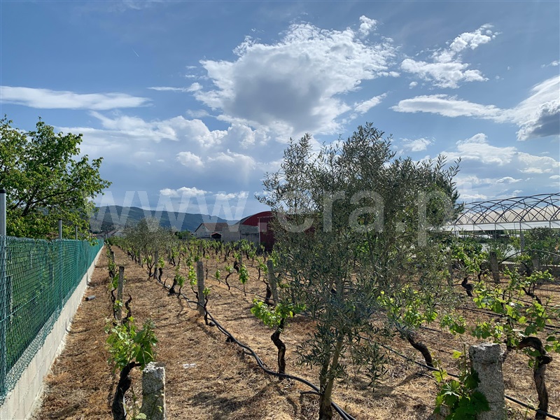 Terreno Rústico  com Agrícola Chaves, Santo Estêvão - 1476395 - 6