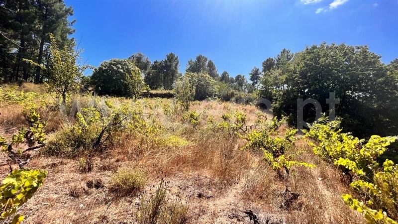 Terreno Rústico  Chaves, Vidago (Vidago, Arcossó, Selhariz e Vilarinho das Paranheiras) - 1347742 - 2