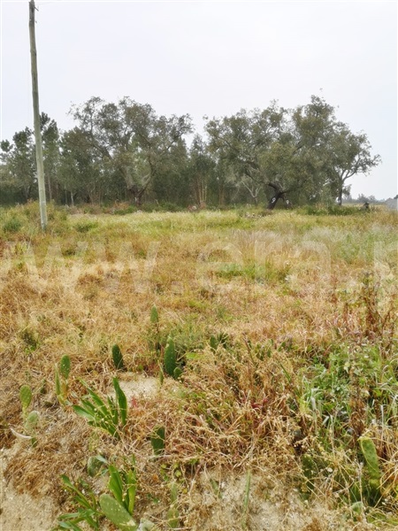 Terreno Rústico  com Agrícola Coruche, Biscainho - 1309331 - 3