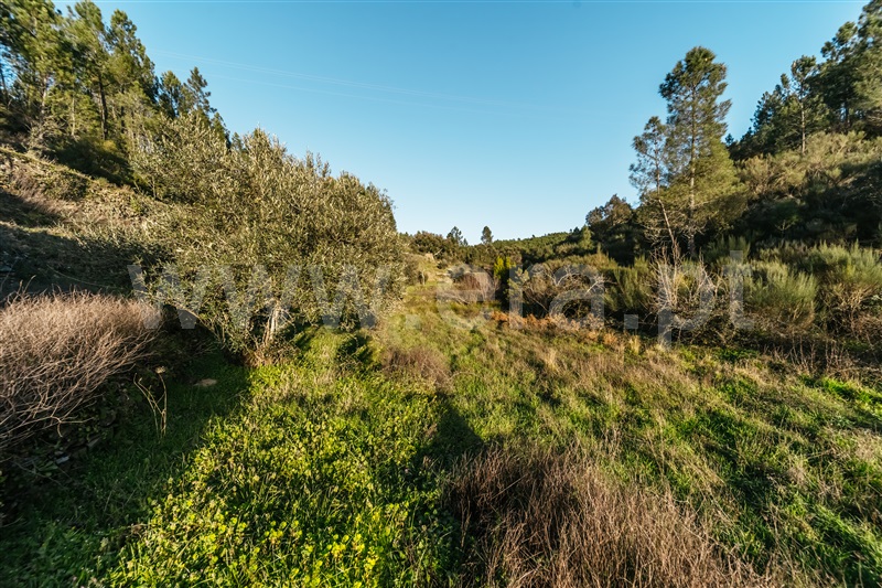 Terreno Rústico  Covilhã, Casegas - 1453411 - 12