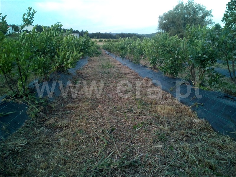 Terreno Rústico  Covilhã, Orjais - 1456232 - 2