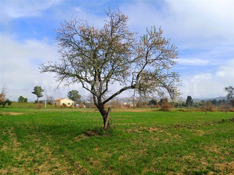 Terreno Rústico  Covilhã, Peraboa - 1464455 - 10