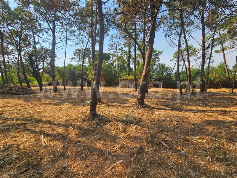Terreno Rústico  com Agrícola Esposende, Belinho - 1493669 - 4