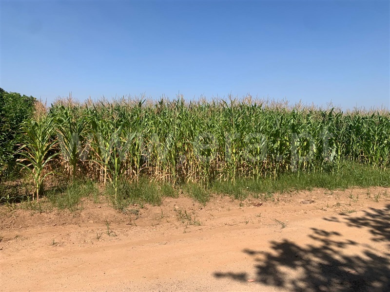 Terreno Rústico / Estarreja, Santiais