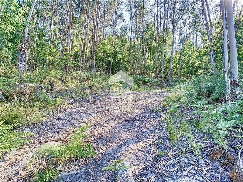 Terreno Rústico  Fafe, Agrela e Serafão - 1448503 - 4