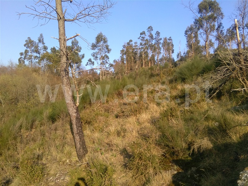 Terreno Rústico  Fafe, Freitas e Vila Cova - 999656 - 3