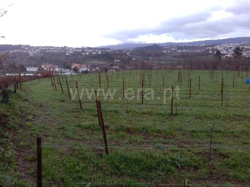Terreno Rústico / Fafe, Golães
