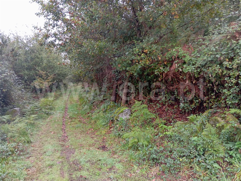 Terreno Rústico  Fafe, Ribeiros - 1455172 - 2