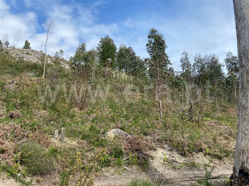 Terreno Rústico  Fafe, Silvares (São Martinho) - 1397879 - 2