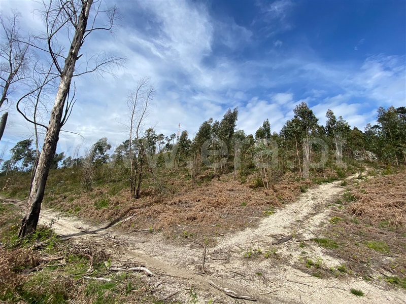 Terreno Rústico  Fafe, Silvares (São Martinho) - 1397879 - 4